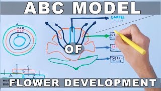 ABC Model of Flower Development [upl. by Ynnal]