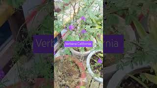 Verbena Californiaflower names amazingbabies flowernames child kids funny infant comedy [upl. by Lecroy]