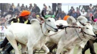 Ox Race Today  ਘੱਟ ਸਮੇ ਵਾਲੀ ਗੱਡੀ oxralike subscribe 👍👌👌 [upl. by Babette]