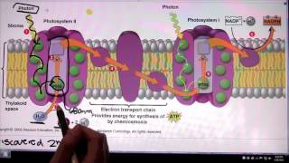 Photosystem 2 and Photosystem 1 [upl. by Fiden]