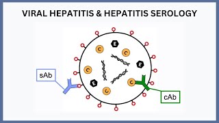 Viral Hepatitis and Hepatitis Serology Explained [upl. by Leahcin]