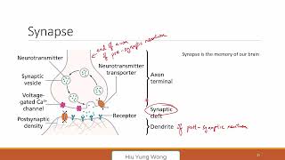 26B  Neuromorphic Computing Memory Hierarchy and Neurons [upl. by Henryetta599]