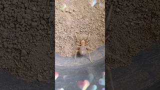 amazing short video insects🕷️  insect video  wonderful world of insects  amazing insects video [upl. by Fennelly894]