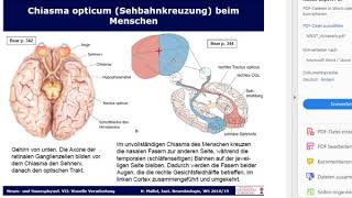 Chiasma Opticum [upl. by Amees]