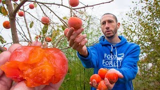 AMAZING Persimmon Harvest  Eating the Divine Fruit from My Backyard Garden [upl. by Nevi]