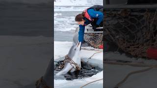 A Heartfelt Tale of a Wounded Dolphin Trapped in a Net Pleading for a Sailors Rescue animals [upl. by Rachel]