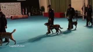 Guias Caninos Policia Nacional Exposicion Canina Internacional Talavera de la Reina [upl. by Inalaeham]