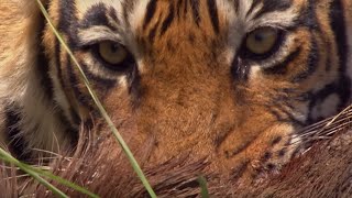 Rare Tiger vs Boar Fight  BBC Earth [upl. by Phemia]