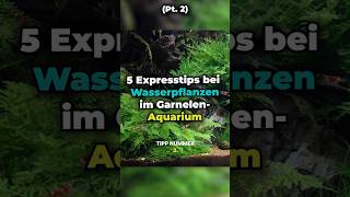 Teil 2 🌿5 Express Tipps Wasserpflanzen im GarnelenAquarium🪴🐠 nature aquariumadvice shrimp [upl. by Phyllys]