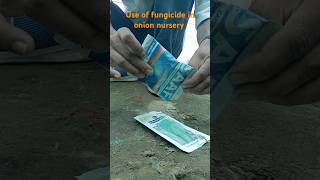 Use of fungicide in onion nursery iansddu ddugkpuniversitygkp agriculture [upl. by Gerson457]