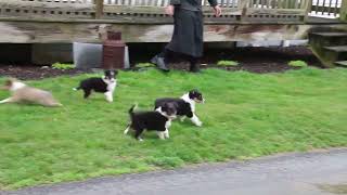 Sheltie Puppies For Sale [upl. by Fenella]