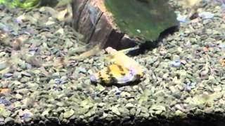 Epic battle between assassin snail and Malaysian trumpet snail [upl. by Leinad]