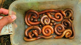 There Are Different Types Of Millipedes In Wilderness [upl. by Nylcoj]