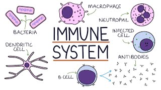 Understanding the Immune System in One Video [upl. by Rentsch]