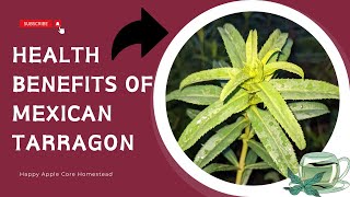 Amazing Medicinal Health Benefits of Mexican Tarragon [upl. by Innattirb318]