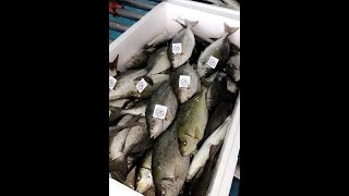 إستزراع أسماك الصافيالسيجان في البحرالأحمر Aquaculture of Siganus rivulatus in Tabuk Fish Company [upl. by Anayra]