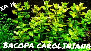 BEGINNER PLANT Bacopa Caroliniana [upl. by Ettegroeg]