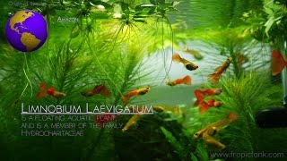 Floating Aquatic Plants Limnobium Laevigatum  Amazon Frogbit [upl. by Zicarelli262]