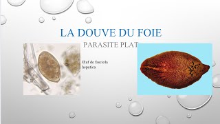 Parasitose et parasites alimentaires la DOUVE vidéo 24 [upl. by Otanod]