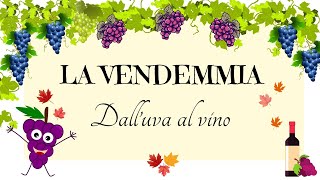 LA VENDEMMIA  DALLUVA AL VINO cosè la vite le parti delluva e le fasi della vendemmia [upl. by Ahsimed942]