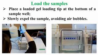 Loading Protein Samples in SDSPAGE Protocol [upl. by Jason44]