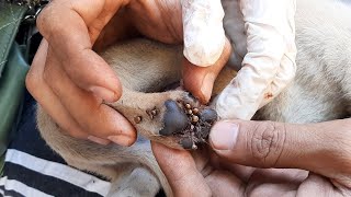 Strongly Take Care  Get Rid Of Dogs fleas And Ticks [upl. by Yelyak716]