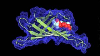 Molecular Docking [upl. by Kashden352]