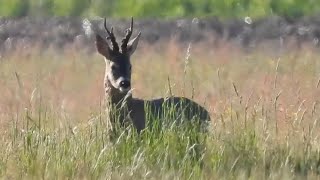 roebuck hunting Poland with fox tail hunting [upl. by Atnwahsal]