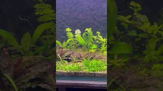 Будущий травник 😉первая стрижка и подсадка aqwalstudio aquarium aquascape fishaquarium [upl. by Hindorff]