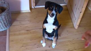 Entlebucher Sennenhund quotCaya von Afkatquot  Teil 1 [upl. by Gabrielli408]