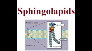 Spinglolapids structure and functions  2024 [upl. by Sitnalta]