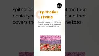 Epithelial Tissue Class 9 Biology  Tissues [upl. by Nallek]