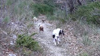 chasse du lièvre aux chiens courants [upl. by Llevart526]