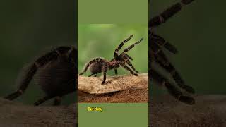 MindBlowing Facts About the BirdEating Spider birdeatingspider spider fascinatingfacts [upl. by Sadnak]