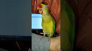 Beautiful Handsome parrot alexandrine mitthu parrot mitthu [upl. by Avah]