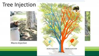 California Pest Management Polyphagous Shot Hole Borer and Gold Spotted Oak Borer [upl. by Enitnatsnoc212]