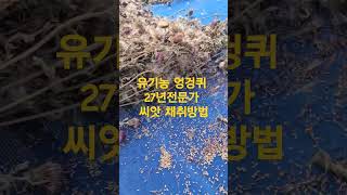 유기농 엉겅퀴 농사 27년 전문가 엉겅퀴 씨앗 채취방법 엉겅퀴엉겅퀴 씨앗간건강혈액순환 좋은 [upl. by Arded]