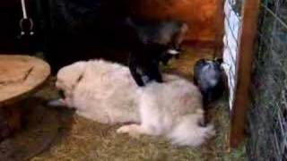 Pygmy goat kids play on BIG DOG [upl. by Naivad533]