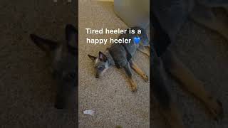 A tired blue heeler is a happy blue heeler 💙 blueheeler blueheelerpuppy blueheelers ACD [upl. by Crissie]