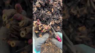 Paeonia lactiflora peony planting three rural areas fast moving [upl. by Annemarie]