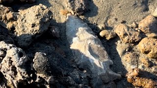 Arrowhead hunting the Ohio River Valley in October [upl. by Ijat]