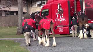 USET Budweiser Clydesdales  Arrival [upl. by Torie]