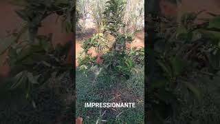 Impressionante roça vidanaroça rotinadeumamulherdocampo farturanaroça plantas diaadiadamul [upl. by Hurley]