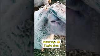 Aisa kyu karte 🔩rooftop goat farming earn facts animals pets vet farm [upl. by Adnerol]