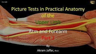 Picture tests in upper limb anatomy arm and forearm 2 [upl. by Leslee]