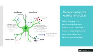 Astrocytes  for beginners [upl. by Matrona]