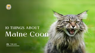 Maine Coon cat breed  10 Fascinating Facts About Americas Gentle Giants [upl. by Olrak]