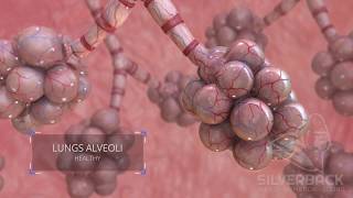 Lungs Alveoli Medical Animation [upl. by Sewell]