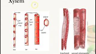 Transport in plants Xylem and Phloem Part 2 [upl. by Telocin]