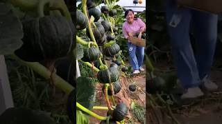 মিষ্টি কুমড়ার কৃত্রিম পরাগায়ন  artificialpollination smartfarming  viralshorts [upl. by Hut]